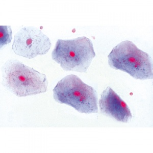 Animal Cell Microscope Slides - LabWorld.co.uk